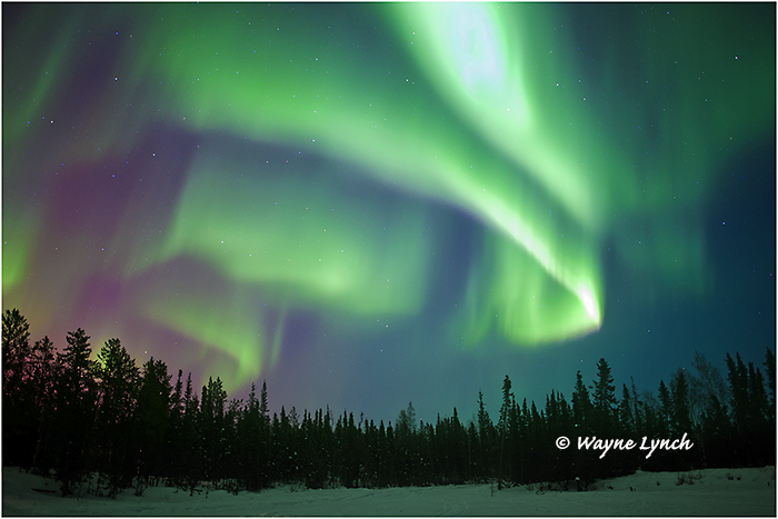 Aurora Borealis 55 by Dr. Wayne Lynch ©